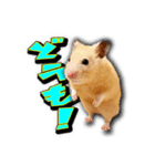 Ham Pacino（ハムパチーノ）（個別スタンプ：13）