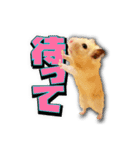 Ham Pacino（ハムパチーノ）（個別スタンプ：18）