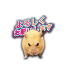 Ham Pacino（ハムパチーノ）（個別スタンプ：21）