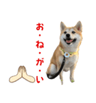 柴犬みく（個別スタンプ：10）