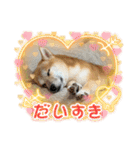 柴犬みく（個別スタンプ：14）