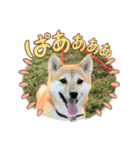 柴犬みく（個別スタンプ：19）