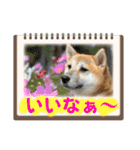 柴犬みく（個別スタンプ：27）