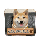 柴犬みく（個別スタンプ：40）