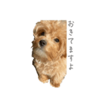 犬のロキくん（個別スタンプ：2）