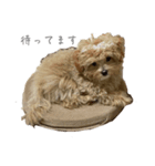犬のロキくん（個別スタンプ：3）