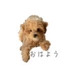 犬のロキくん（個別スタンプ：5）