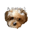 犬のロキくん（個別スタンプ：7）