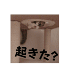 猫のれんげさんスタンプ（個別スタンプ：3）