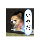 でんずくスタンプ③（個別スタンプ：8）