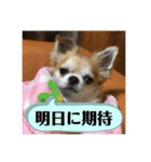 でんずくスタンプ③（個別スタンプ：24）