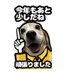 ビーグル犬お正月BIGスタンプ（個別スタンプ：20）