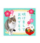 大人の敬語と猫写真♪お正月のご挨拶 2023（個別スタンプ：7）