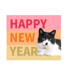 大人の敬語と猫写真♪お正月のご挨拶 2023（個別スタンプ：9）
