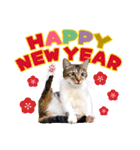 大人の敬語と猫写真♪お正月のご挨拶 2023（個別スタンプ：10）