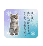 大人の敬語と猫写真♪お正月のご挨拶 2023（個別スタンプ：20）