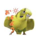 セキセイインコのあずき（個別スタンプ：1）