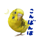 セキセイインコのあずき（個別スタンプ：2）