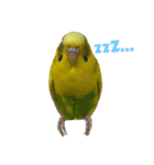 セキセイインコのあずき（個別スタンプ：3）