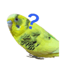 セキセイインコのあずき（個別スタンプ：4）