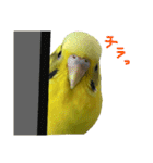 セキセイインコのあずき（個別スタンプ：6）