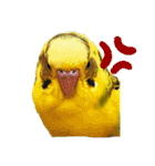 セキセイインコのあずき（個別スタンプ：7）