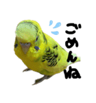 セキセイインコのあずき（個別スタンプ：8）