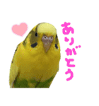 セキセイインコのあずき（個別スタンプ：9）