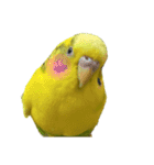 セキセイインコのあずき（個別スタンプ：10）