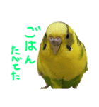 セキセイインコのあずき（個別スタンプ：11）
