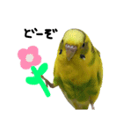 セキセイインコのあずき（個別スタンプ：12）