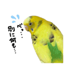 セキセイインコのあずき（個別スタンプ：13）