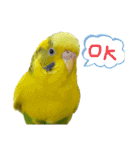 セキセイインコのあずき（個別スタンプ：15）