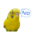 セキセイインコのあずき（個別スタンプ：16）