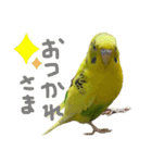 セキセイインコのあずき（個別スタンプ：17）