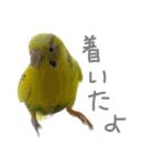 セキセイインコのあずき（個別スタンプ：19）