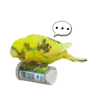 セキセイインコのあずき（個別スタンプ：20）