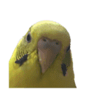 セキセイインコのあずき（個別スタンプ：21）