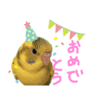 セキセイインコのあずき（個別スタンプ：22）