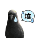 セキセイインコのあずき（個別スタンプ：24）