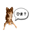 琥珀丸の一言（個別スタンプ：1）