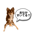 琥珀丸の一言（個別スタンプ：3）