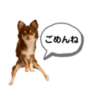 琥珀丸の一言（個別スタンプ：7）