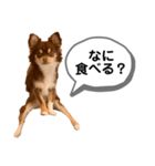 琥珀丸の一言（個別スタンプ：9）