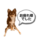 琥珀丸の一言（個別スタンプ：10）