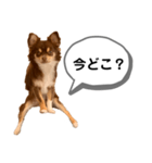 琥珀丸の一言（個別スタンプ：14）