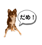 琥珀丸の一言（個別スタンプ：15）