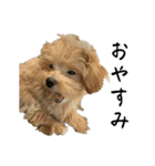 犬のロキくん#2（個別スタンプ：1）