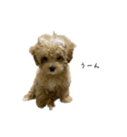 犬のロキくん#2（個別スタンプ：5）