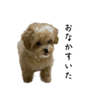 犬のロキくん#2（個別スタンプ：7）